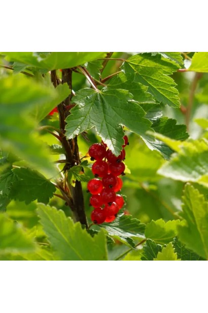 Порічка червона Кияночка